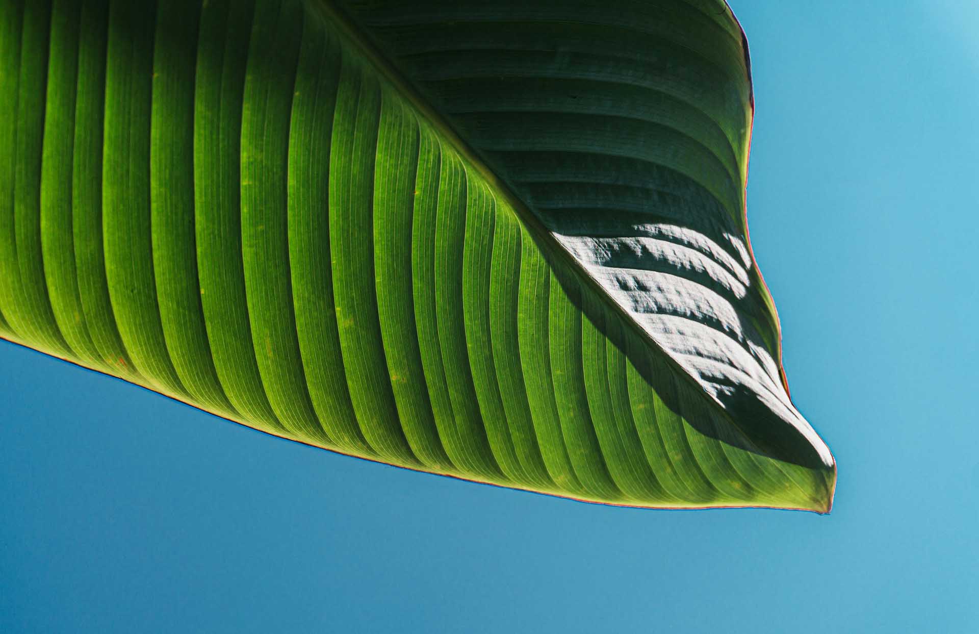 Platzhalter alt-Text